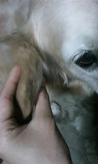 Pap_0005