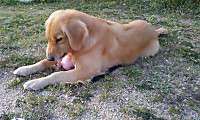 Pap_0040